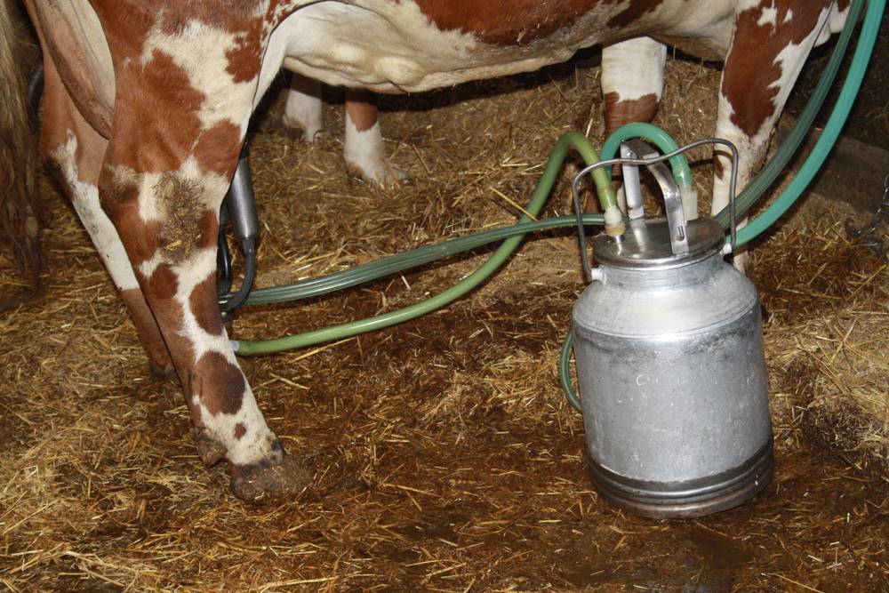 Как правильно доить коров