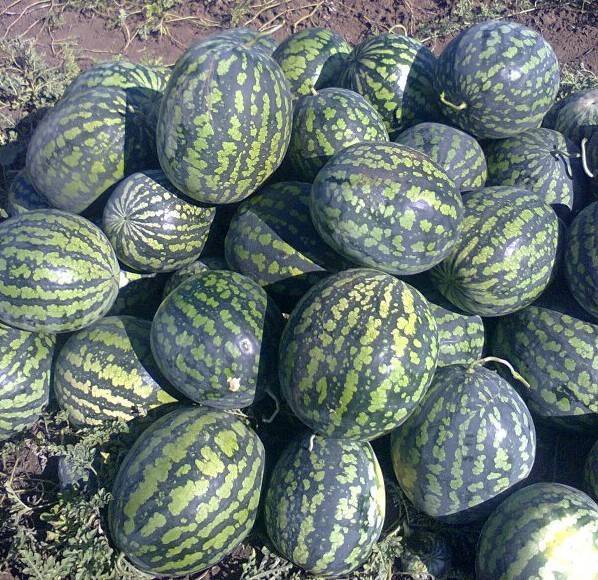 Сорт арбуза Холодок: фото и описание