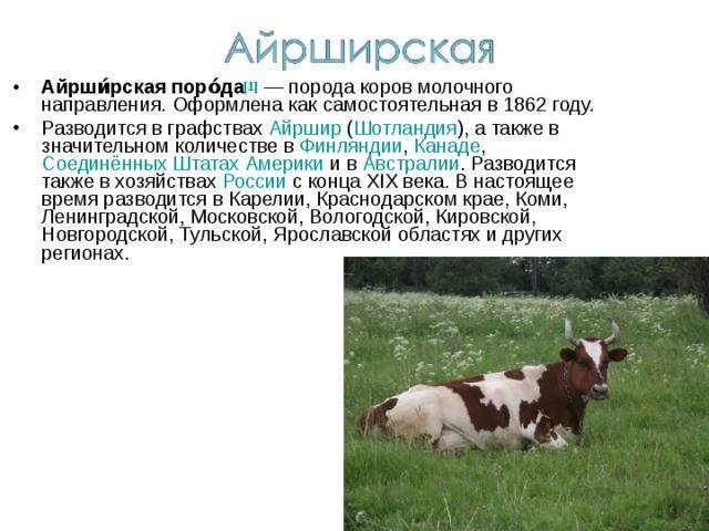 Айрширская порода коров - описание, характеристики, отзывы