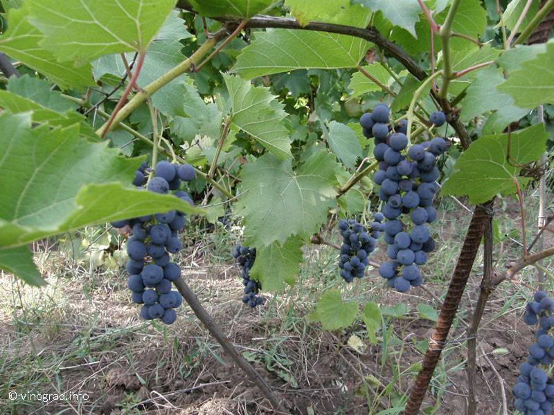 Маркет виноград. Сорт винограда Мариновский. Виноград неукрывной Мариновский. Сорт винограда Маркетт. Виноград Маркетт описание сорта.