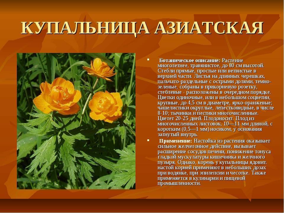 Купальница: фото цветка, красная книга, посадка и уход, выращивание из семян, где растет в лесу, описание