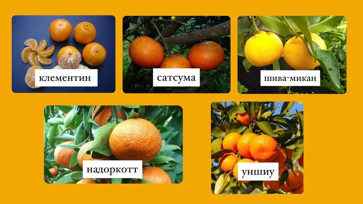 Новогодний цитрус: какие мандарины вкуснее? - зима - info.sibnet.ru