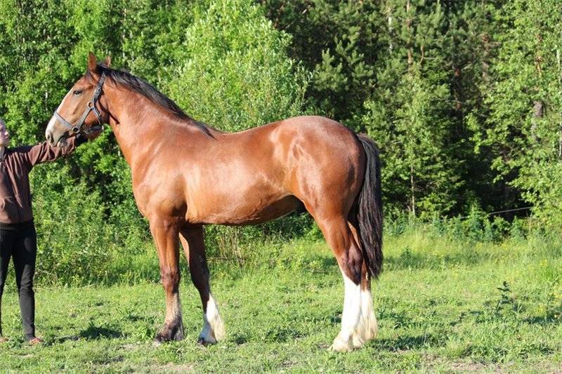 Породы лошадей тяжеловозов: особенности и описание видов