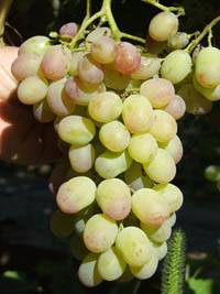 Незаменимый и надежный — виноград краса севера (ольга)