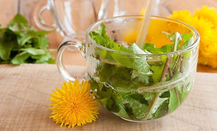 Чай из одуванчиков: рецепты приготовления из цветов, корней и листьев