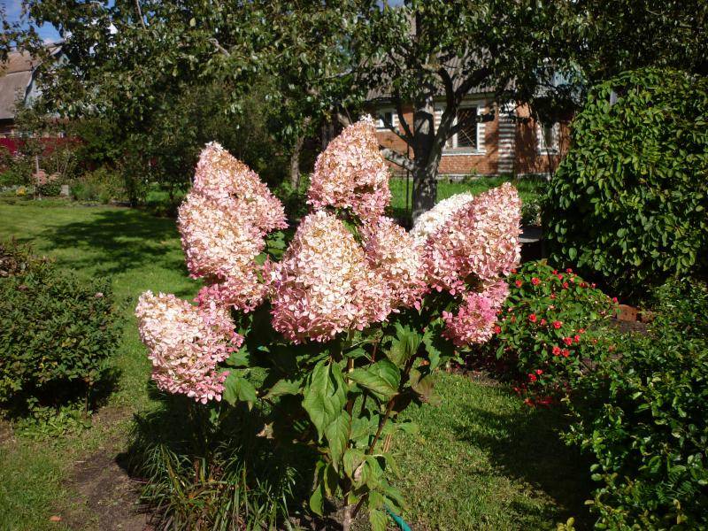 Гортензия метельчатая фантом hydrangea paniculata «phantom»