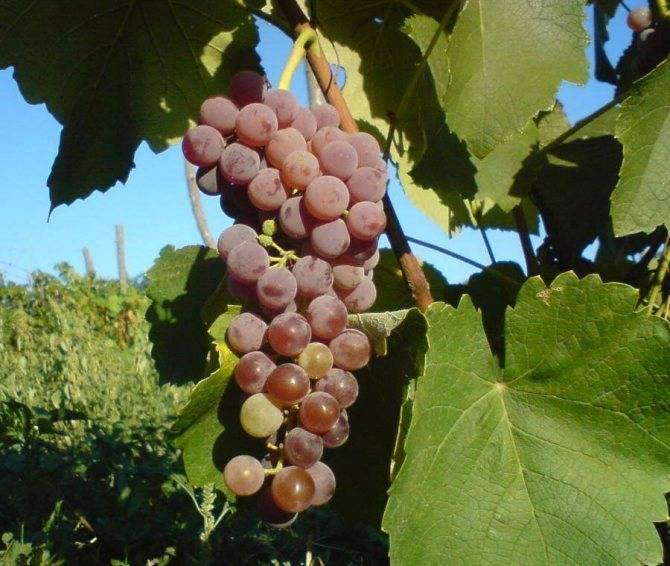 Виноград сорта альфа — идеальный опылитель