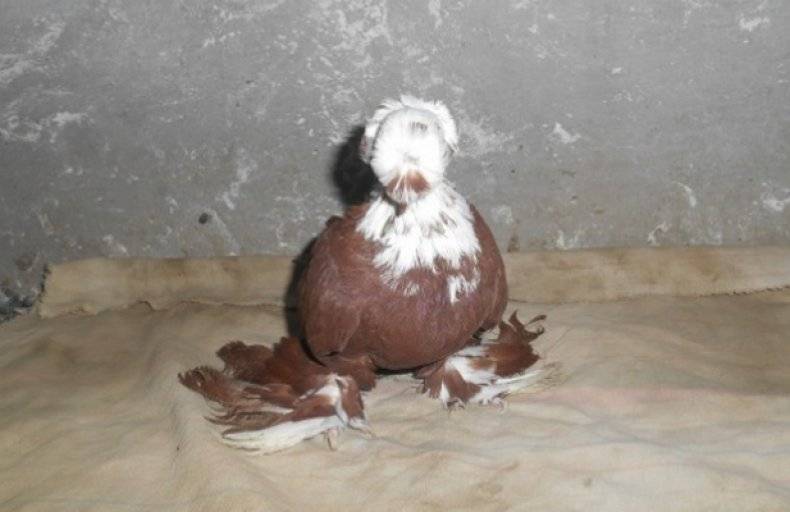 Благодарненские голуби: описание породы, фото. жизнь — все новости (вчера, сегодня, сейчас) от 123ru.net