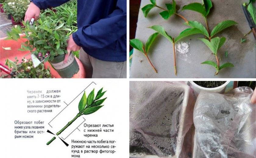 Как размножается черноплодная рябина: способы размножения черноплодной рябины, пошаговая инструкция с фото