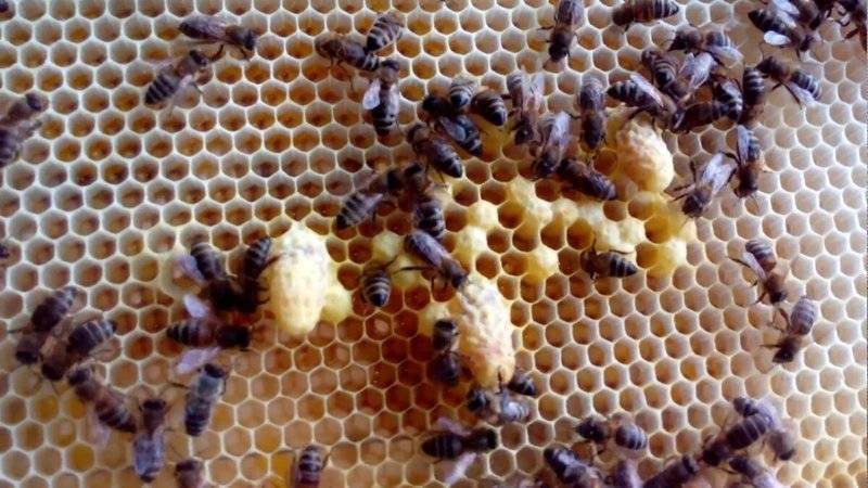 Немецкое пчеловодство — метод ротационного разведения пчёл