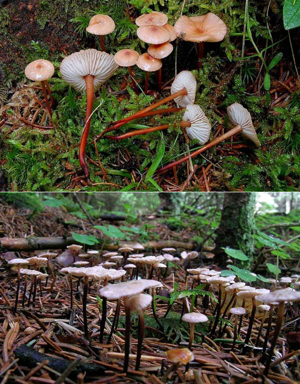 Гриб чесночник обыкновенный (чесночный гриб): фото и описание