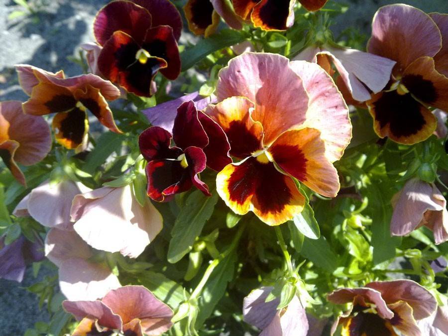 Цветы виола: посадка и уход в открытом грунте, виды и сорта с фото