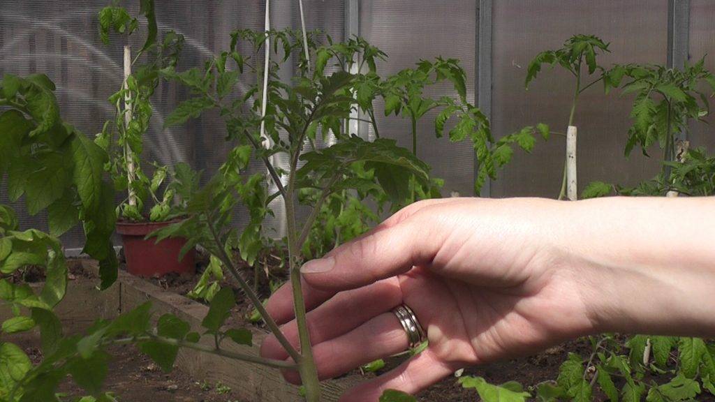 Как пасынковать помидоры в открытом грунте?