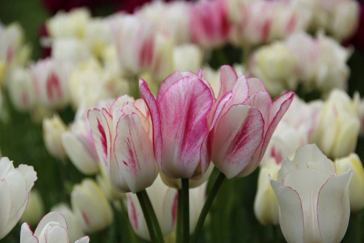 Лучшие виды ботанических тюльпанов: поразительно красивы, живучи и неприхотливы