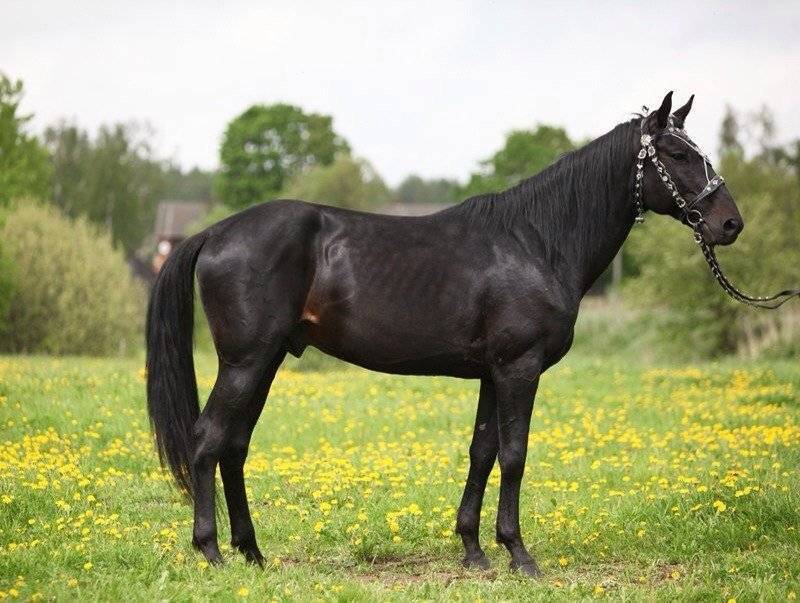 Лошадь кабардинской породы: кабардинский конь один из самых старейших в мире