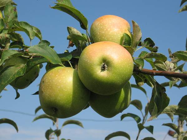 Сорт семеренко описание сорта яблок фото
