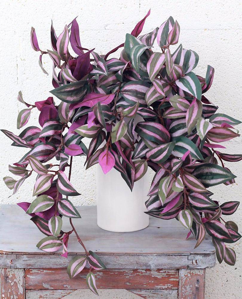 Цветок похожий на традесканцию с фиолетовыми листьями название фото