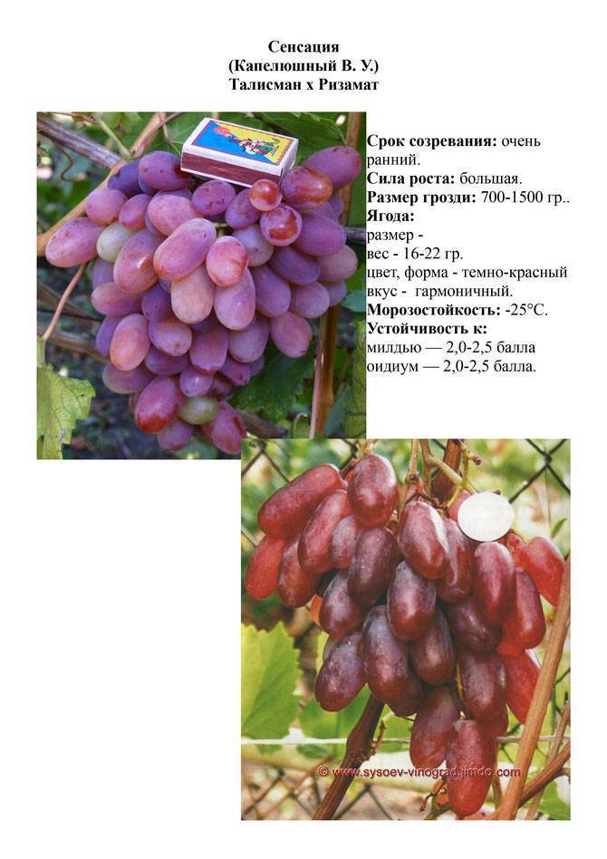 Неукрывной виноград для подмосковья: как выбрать материал для посадки морозостойких сортов?