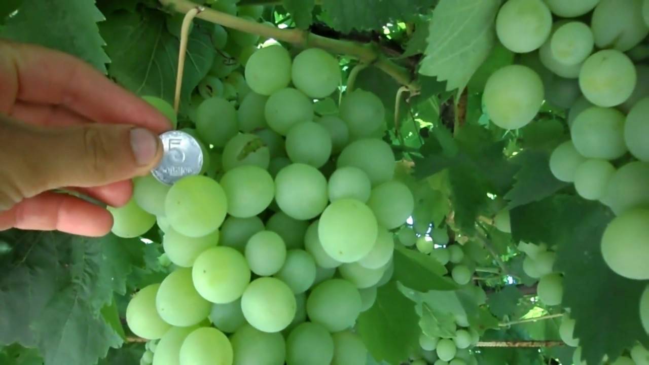 Виноград сорт белое чудо: описание, преимущества и недостатки