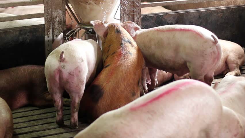 Спаривание свиней в домашних условиях