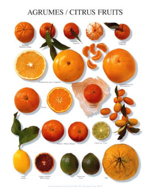 Апельсин: самые вкусные и популярные сорта - onwomen.ru