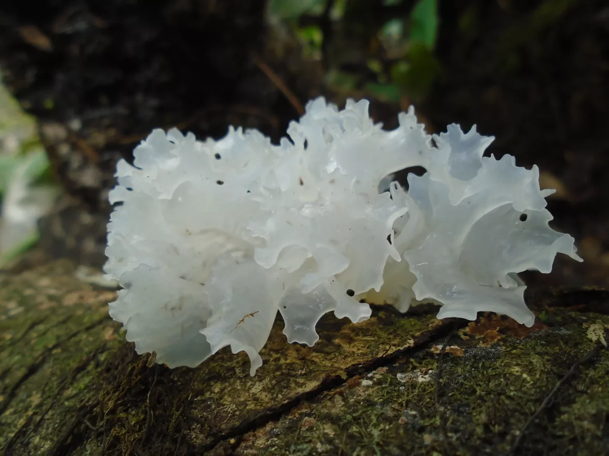 Морские грибы геншин импакт. Tremella fuciformis. Tremella fuciformis грибы. Гриб Дрожалка фукусовидная. Грибы ледяной гриб тремелла.