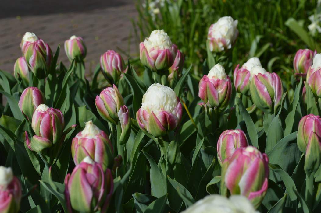 Тюльпаны: уход и выращивание в открытом грунте, из луковицы, правила, сорта, фото
