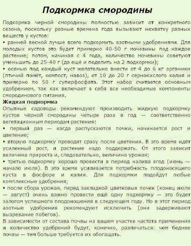 Уход за смородиной осенью и подготовка к зиме: обрезка, подкормка, обработка от болезней и вредителей, мучнистой росы, клеща, грибка