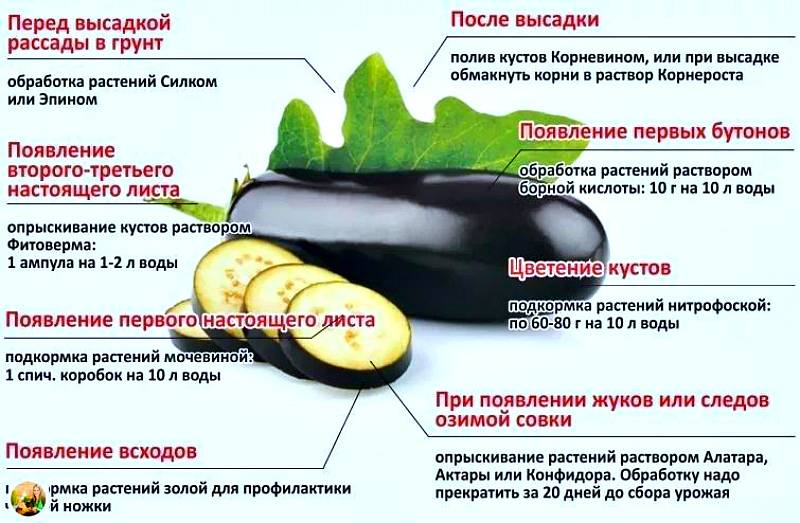 Баклажаны: посадка и уход в открытом грунте, как вырастить из семян, фото