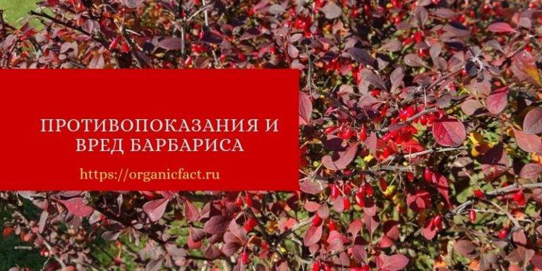 Барбарис обыкновенный — полезные свойства и рецепты для лечения