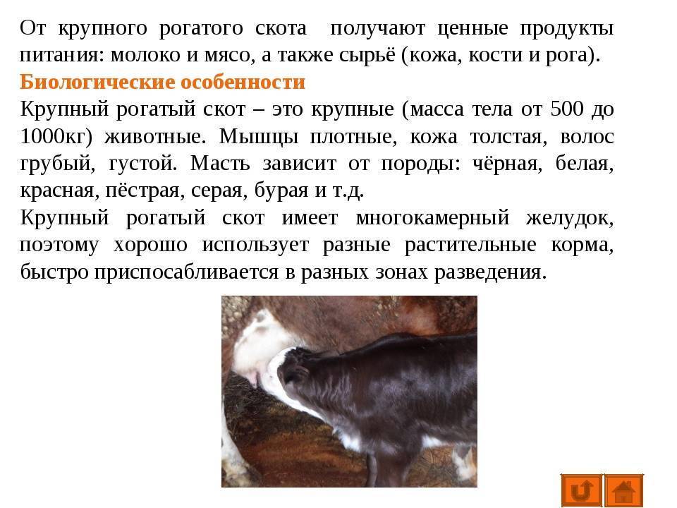Биологические и хозяйственные особенности крупного рогатого скота