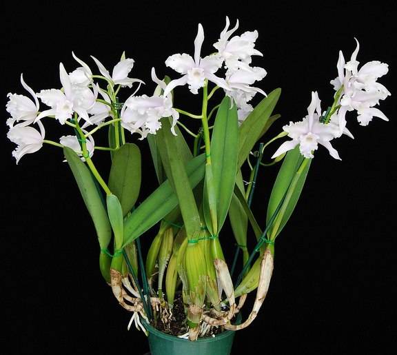 Цветок, похожий на орхидею: название и фото. разновидности орхидей. необычные цветы