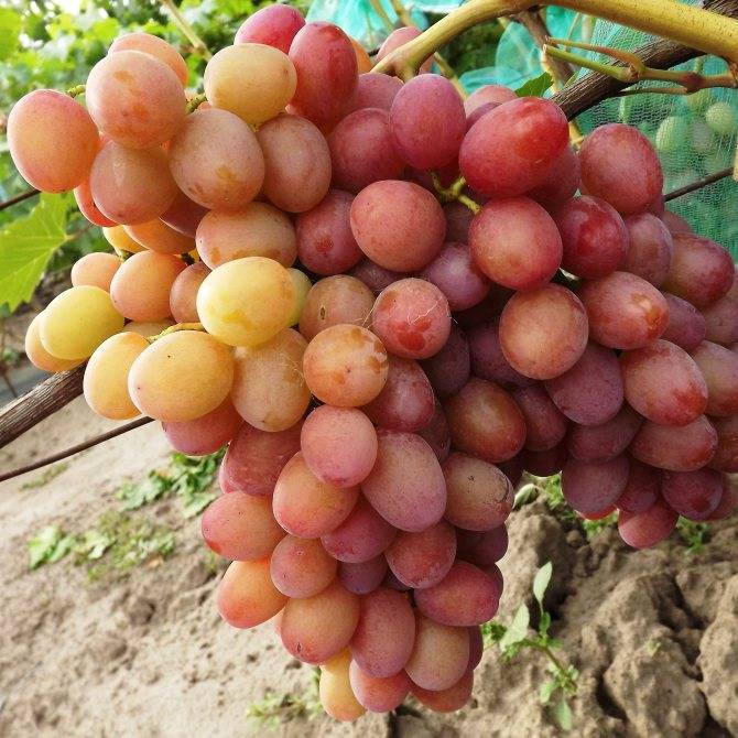Морозостойкие сорта винограда технические: список лучших для юга россии и устойчивые к болезням и вредителям