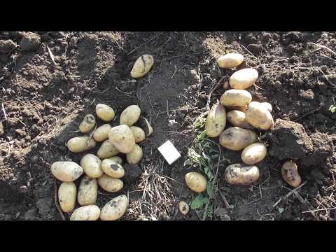 Описание картофеля гранада - мыдачники
