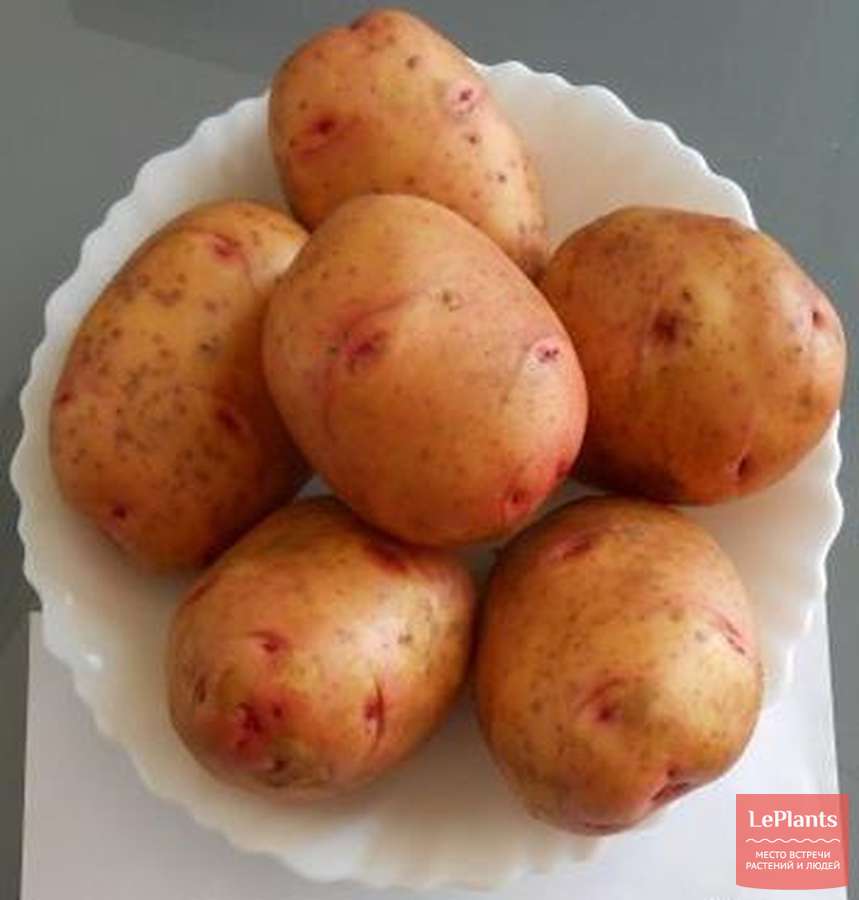 Картофель изюминка: описание сорта, фото, отзывы