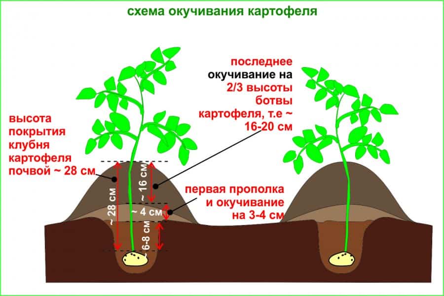 Сколько раз нужно окучивать картошку