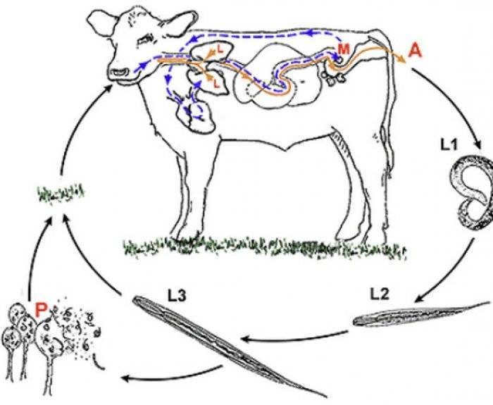 Гиподерматоз крупного рогатого скота: лечение и профилактика | симптомы гиподерматоза крс