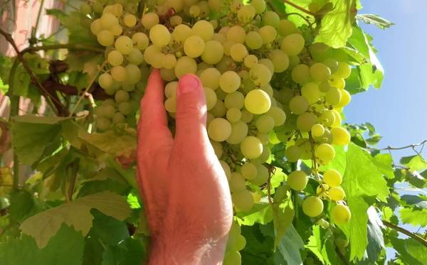 Виноград алешенькин посадка и уход