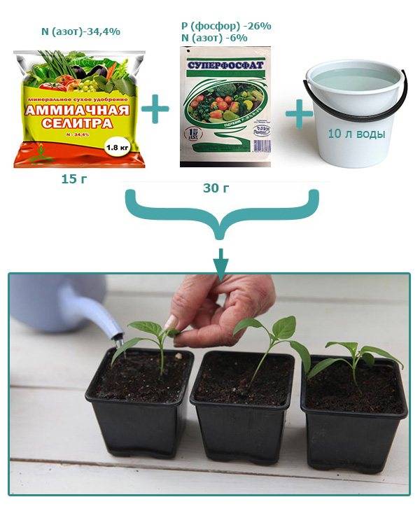 Как вырастить здоровую рассаду перца: посев семян, уход, подкормка