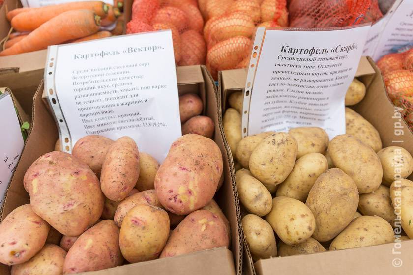 Картофель вектор: описание сорта, характеристика, правила выращивания, отзывы