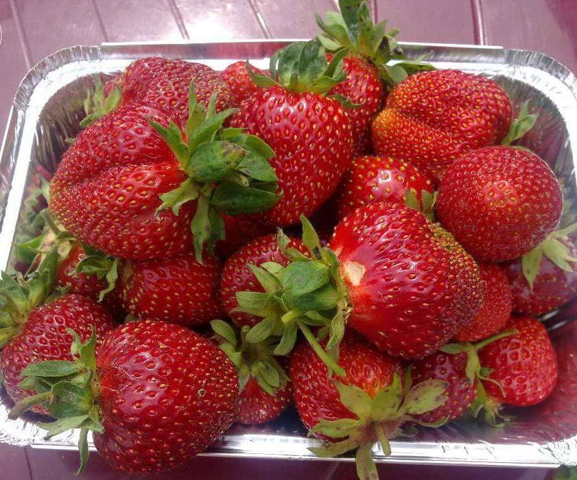 Клубника «рубиновый кулон» (11 фото): описание сорта садовой земляники и отзывы