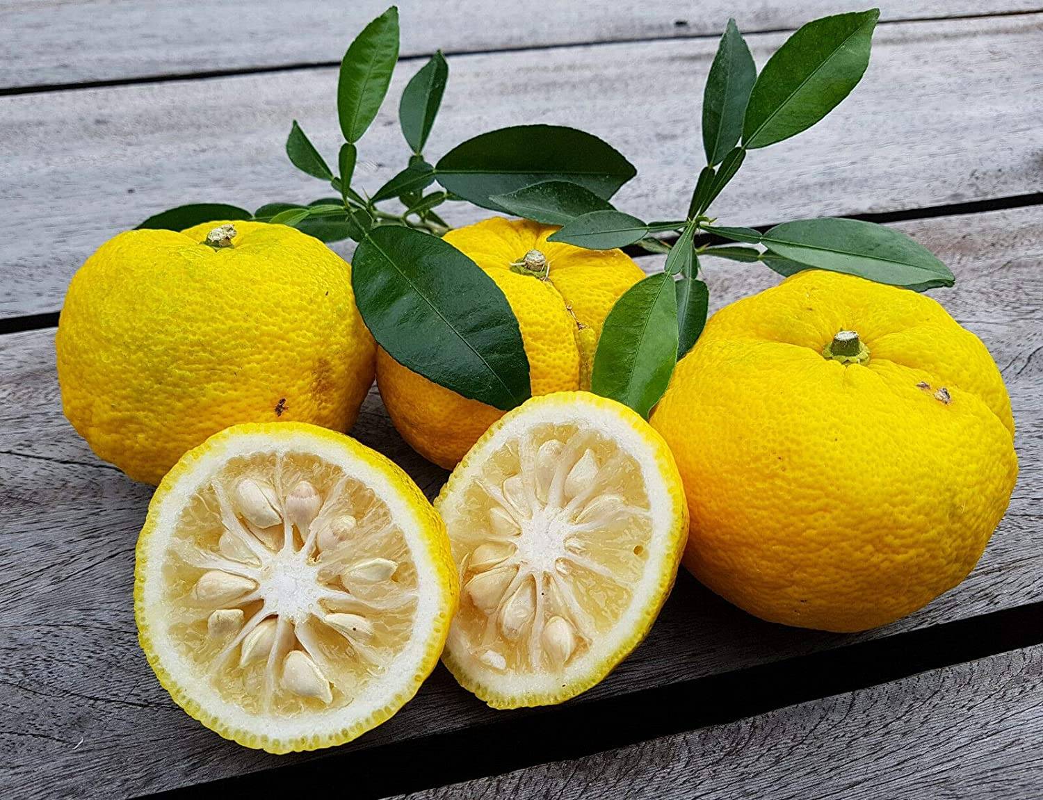 Лимон японский юзу (юдзу)