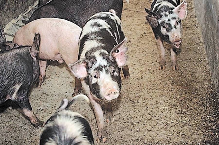 Миргородская порода свиней: описание и характеристика
