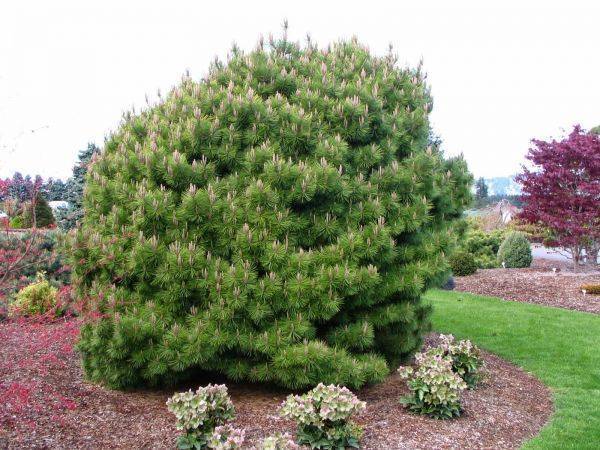 Сосна pinus mugo Mugo