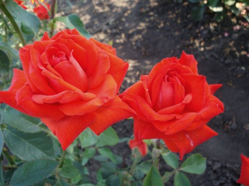 Боинг роза - как выглядит, как вырастить, советы по уходу, отзывы
