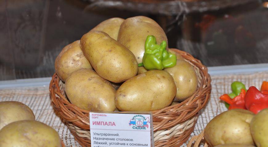 Как выглядит картофель импала: плюсы и минусы сорта, отзывы