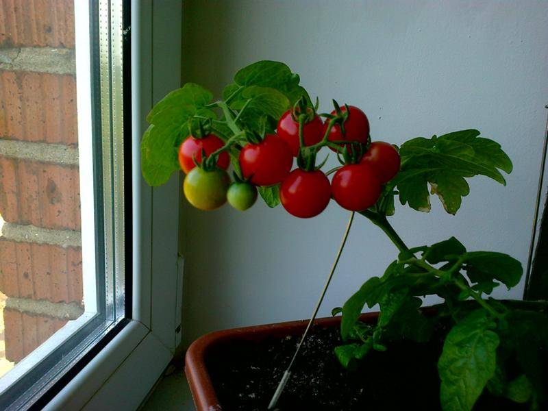 Как вырастить помидоры на балконе: выращивание томатов пошагово