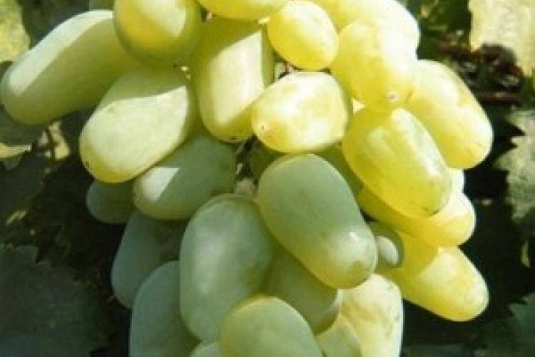 Скороспелый виноград «элегант сверхранний»