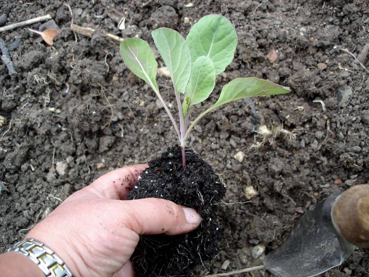 Как выращивать белокочанную капусту в открытом грунте без рассады