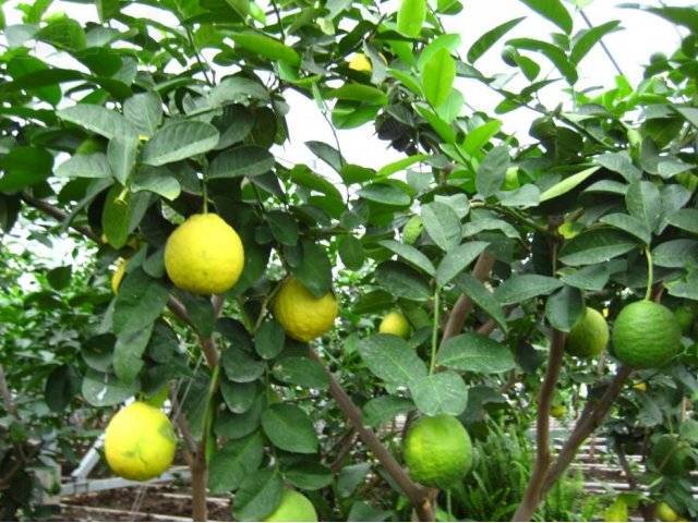 Lemon юбилейный просп 18 фото Лимон Юбилейный: описание сорта, посадка и уход в домашних условиях